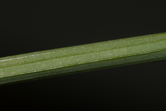 Narcissus tazetta tazetta