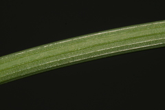 Narcissus tazetta tazetta