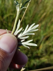 Potentilla bipinnatifida