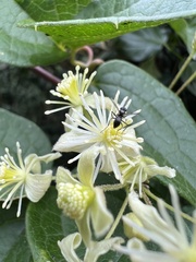 Clematis haenkeana