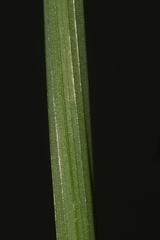 Narcissus tazetta tazetta