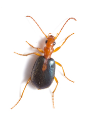 Brachinus sclopeta