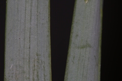 Narcissus tazetta tazetta