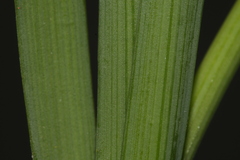 Narcissus tazetta tazetta