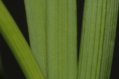 Narcissus tazetta tazetta