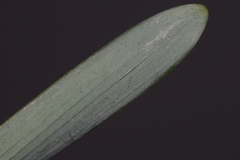 Narcissus tazetta tazetta