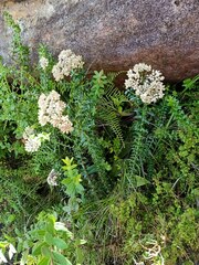 Cassinia denticulata