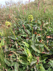 Allium victorialis