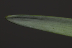 Narcissus tazetta tazetta