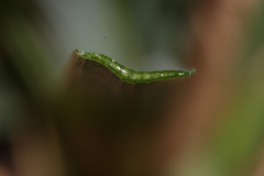 Narcissus tazetta tazetta