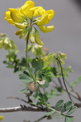 Coronilla valentina speciosa