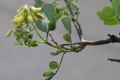 Coronilla valentina speciosa