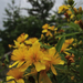 Shrubby St. John's-Wort - Photo (c) Fritz Flohr Reynolds, some rights reserved (CC BY-SA)