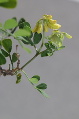 Coronilla valentina speciosa