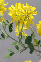Coronilla valentina speciosa