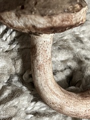 Tylopilus variobrunneus