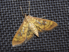 Mimorista subcostalis