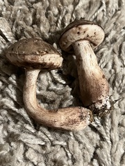 Tylopilus variobrunneus