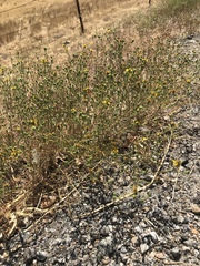 Deinandra pentactis