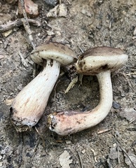 Tylopilus variobrunneus