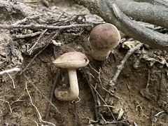 Tylopilus variobrunneus