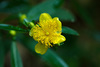 Shrubby St. John's-Wort - Photo (c) Tom Potterfield, some rights reserved (CC BY-NC-SA)