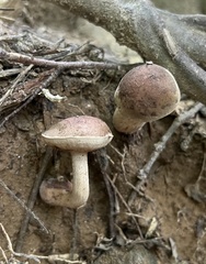 Tylopilus variobrunneus