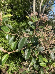 Pomaderris hamiltonii