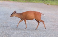 Cephalophorus natalensis natalensis