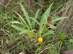 Physalis × elliottii