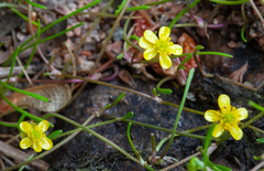 Ranunculus flammula filiformis