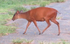 Cephalophorus natalensis natalensis