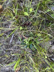 Parnassia glauca