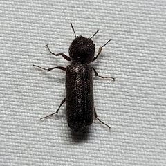 Amphicerus