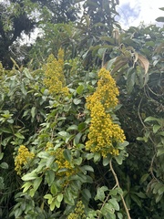 Pentacalia breviligulata