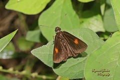 Hesperiinae