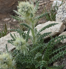 Cirsium scopulorum