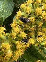 Pentacalia breviligulata