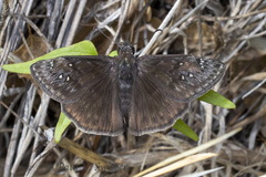 Erynnis meridianus