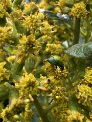 Pentacalia breviligulata