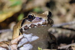 Leptodactylus pentadactylus