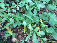 Cardamine bulbifera