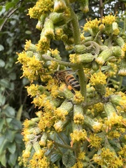 Pentacalia breviligulata