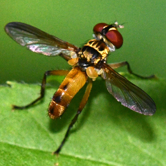 Xanthomelanodes flavipes