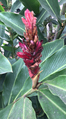 Alpinia purpurata