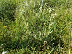 Potentilla bipinnatifida