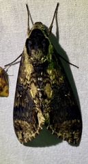 Manduca pellenia