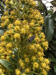 Pentacalia breviligulata