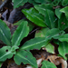 Western Rattlesnake Plantain - Photo (c) bobkennedy, some rights reserved (CC BY-SA), uploaded by bobkennedy