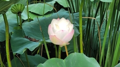 Nelumbo nucifera